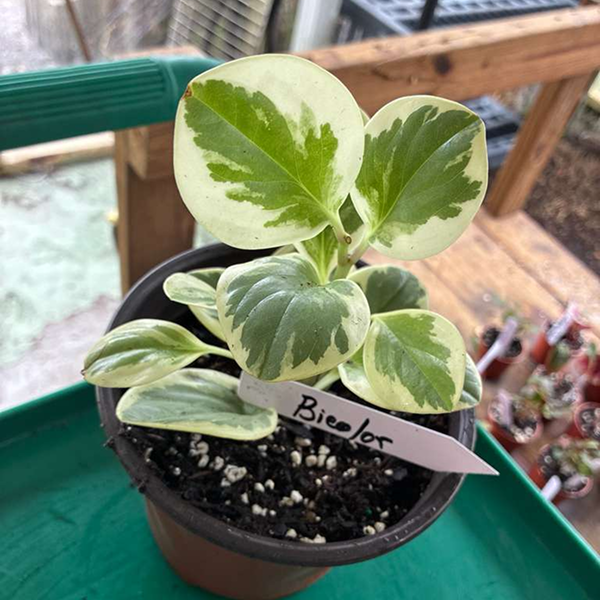 Peperomias Bicolor 6 Pot - Image 3