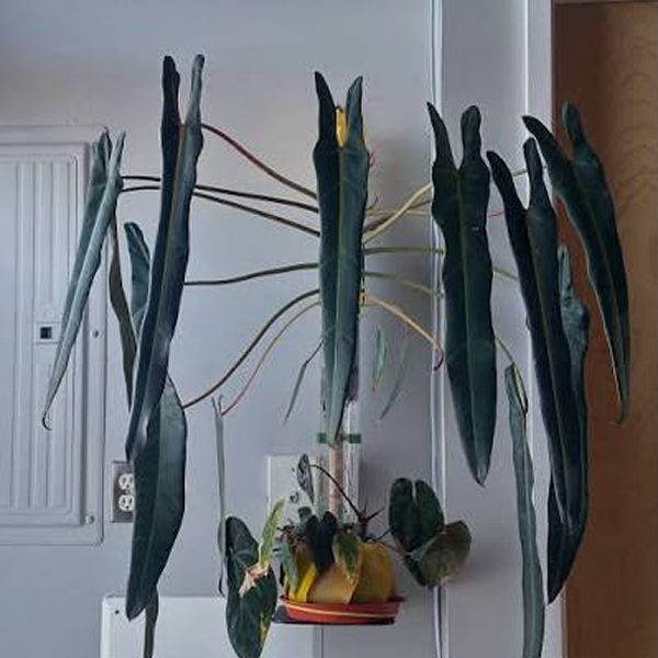 Philodendron Spiritus Sancti 3 Pot