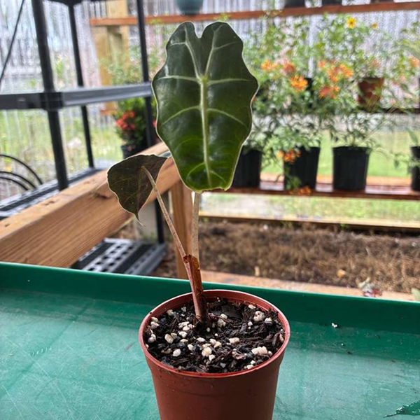 Syngonium Maria Merry 4 Pot - Image 3