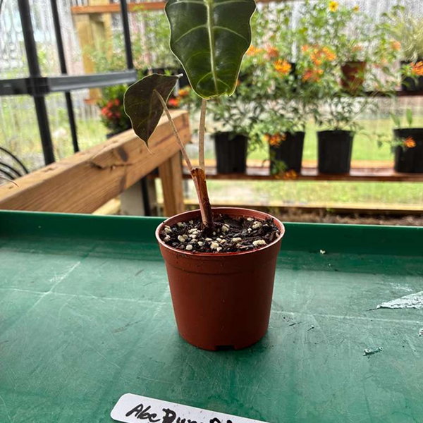 Syngonium Maria Merry 4 Pot - Image 2
