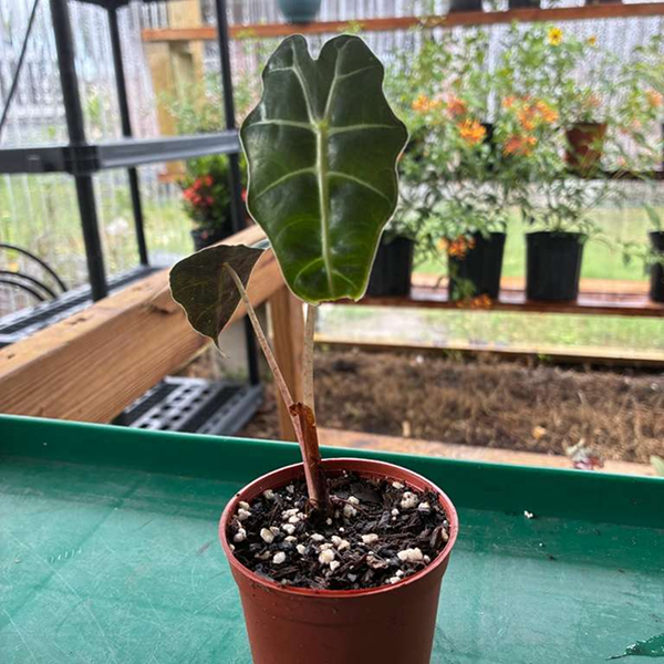Syngonium Maria Merry 4 Pot - Image 4